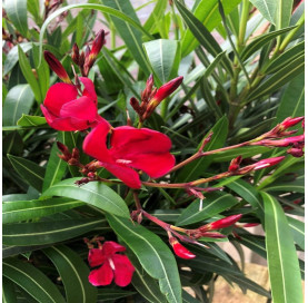 Nerium Oleander rood...