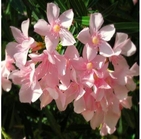 Nerium Oleander roze 90-110cm3 stuks - 412 - Oleander