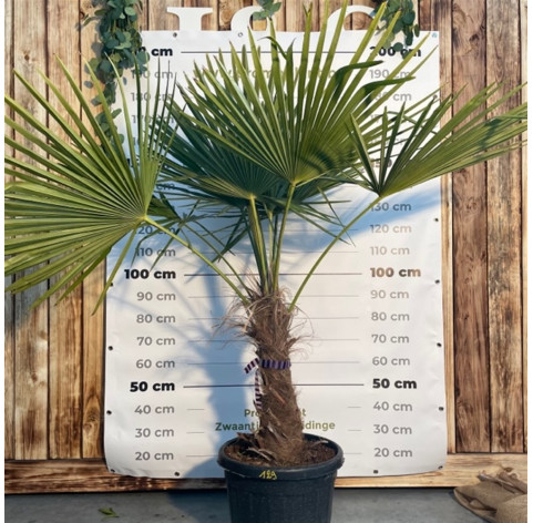 Trachycarpus Fortunei 55cm stamhoogte - 416 - Palmboom