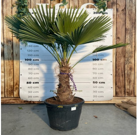 Trachycarpus Fortunei 60cm...