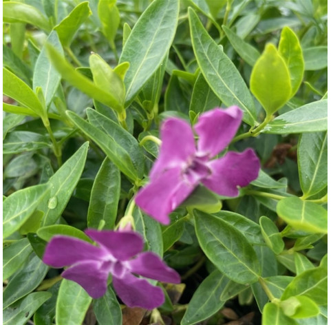 Vinca minor 'Atropurpurea' p9 - 330 - 