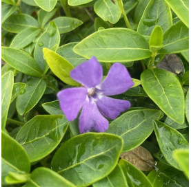 Vinca minor p9