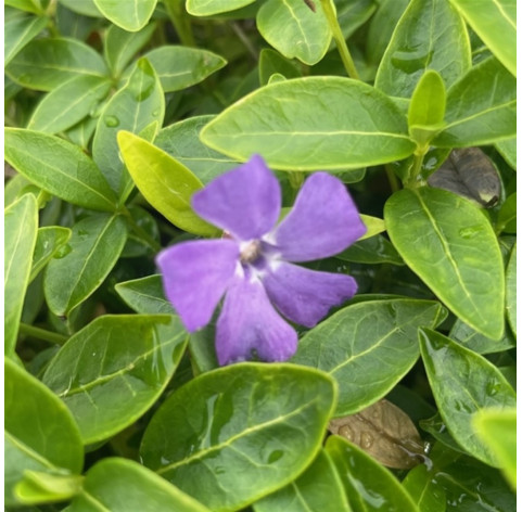 Vinca minor p9 - 328 - 