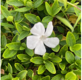 Vinca minor 'alba' p9