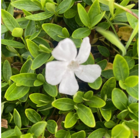 Vinca minor 'alba' p9 - 329 - 